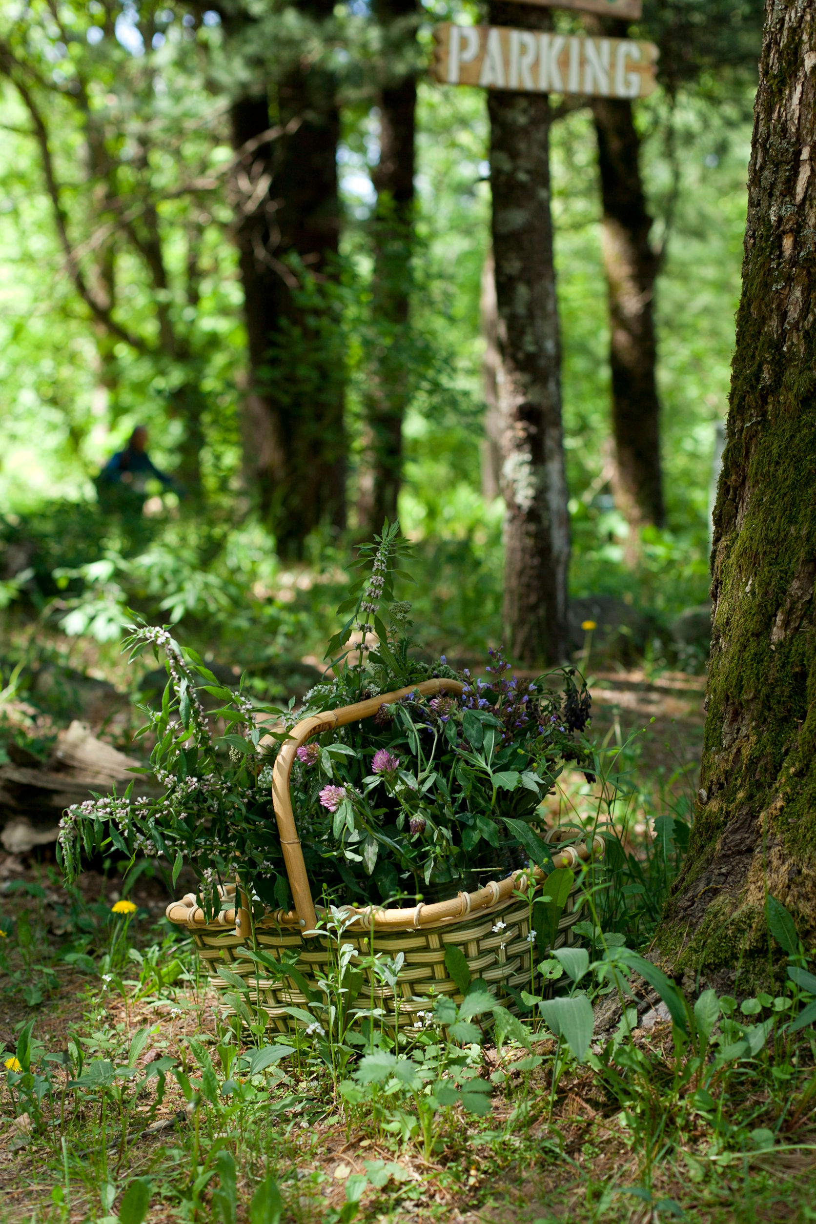 Germinating Regenerative Wisdom